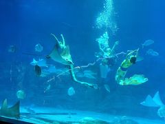 -烟台海昌鲸鲨海洋公园