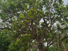 -中国科学院西双版纳热带植物园