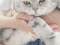 -喵的天空名猫咖啡馆·撸猫·猫舍·用品
