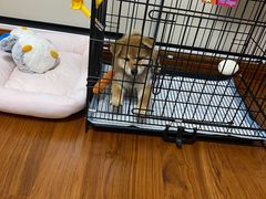 -1013 PET SHOP精品宠物商店(丁香店)