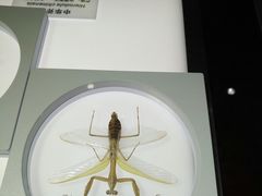 -上海昆虫博物馆
