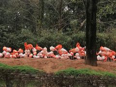 -上海野生动物园