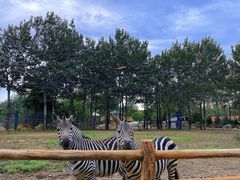 -大连森林动物园