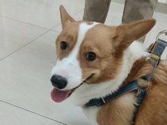 -美联众合动物医院·24h京西诊疗中心