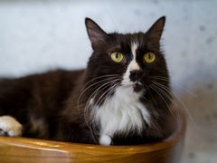 -有猫主题·治愈系猫咖(曾厝垵店)