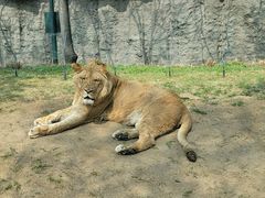 -北京野生动物园