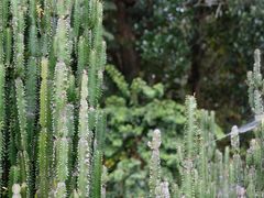 -中国科学院西双版纳热带植物园