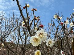 -苏州上方山国家森林公园