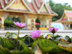 -西双版纳勐泐文化旅游区