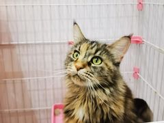 -酷豆宠物咖啡·宠物美食·撸猫馆