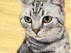 -猫咪派对(江南西店)