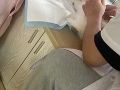 -小呆的宠物店·宠物售卖·宠物寄养(城西店)