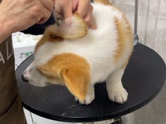 -瑞鹏宠物医院·骨外科·心肾科·肿瘤科(九亭店)
