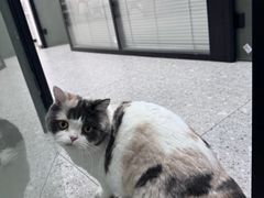 -四月宠物医院·猫专科·心脏专科·内科(转塘店)