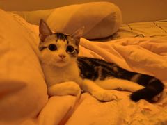 -翊宠yipet猫狗购宠庄园犬舍•猫舍