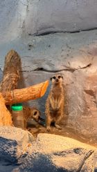 -Zoolung Zoolung动物主题公园(海信广场店)