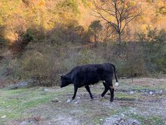 -硗碛藏寨·神木垒景区