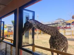 -西霞口神雕山野生动物世界