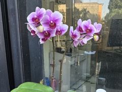 -双季花艺园艺市场(浦东店)