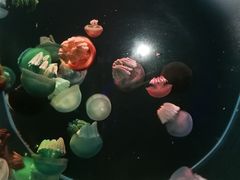 -大连圣亚海洋世界