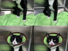 -瑞派动物医院·猫专科·至诚(江南中分院)