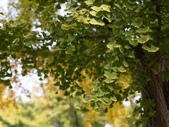 -三里屯东五街银杏大道