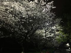 -武汉大学-樱园