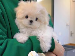 -萌宠之家·腊肠犬·马尔泰·小体犬舍
