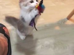 -欣宠猫屋·矮脚拿破仑·蓝金金渐层