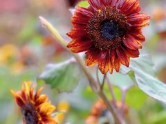 -花开海上生态园