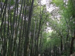 -西湖风景区十里琅珰-五云山