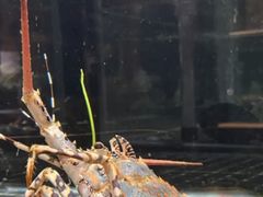 -璞御·海鲜·雪花牛肉局(宾水西道店)