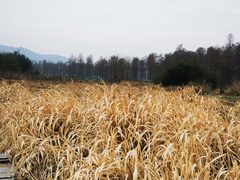 -四明山国家森林公园