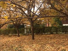 iphone_upload_pic-西安青龙寺遗址景区