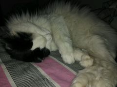 -百富烤霸 烤鸡汉堡(天津路店)