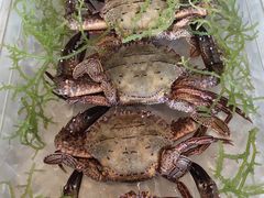 -Isla Sugbu Seafood City