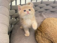 -lincat·猫舍(广州店)