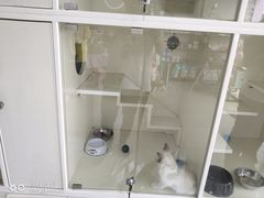 -70cat德文卷毛猫·缅因猫纯种猫舍