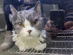 -PETKIT小佩宠物·低压洗护(国顺东路店)