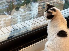 -有喵·猫咖·狗咖·30几只猫10只小狗(岗厦店)