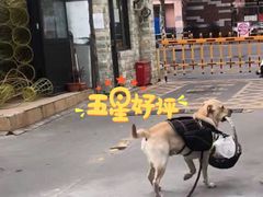 -PETKIT小佩宠物·低压洗护(国顺东路店)