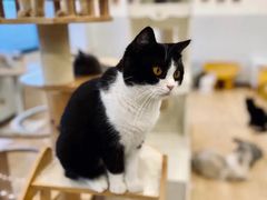 -有喵·猫咖·狗咖·30几只猫10只小狗(岗厦店)