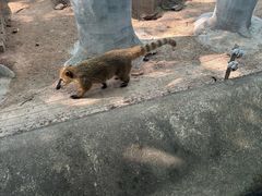 -深圳野生动物园
