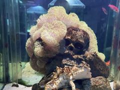 -太平洋海底世界