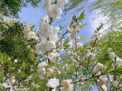 -南汇桃花村
