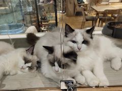 -藏猫猫咖啡主题馆(中央大道店)