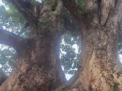 -杨家堂村