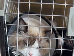 -艾贝尔宠物医院·24H转诊中心·肿瘤猫专科(江宁双龙店)
