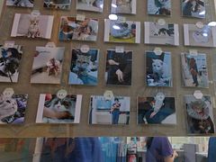 -萌兽医馆·宠物医院·猫骨科(创景店)