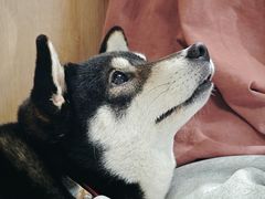 -是阿柴呀！柴犬咖啡·爱喵喵猫咖